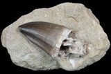 Mosasaur Tooth With Fish Vertebrae - Top Quality Prep #77984-1